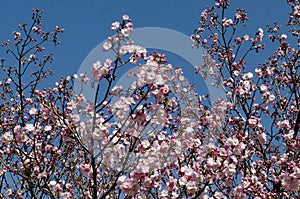 Blossom japanese cherry branch, beautiful spring flowers for background