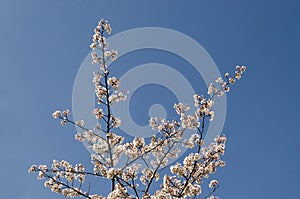 Blossom japanese cherry branch, beautiful spring flowers for background