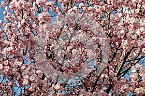 Blossom japanese cherry branch, beautiful spring flowers for background, Sofia