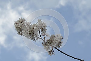 Blossom japanese cherry branch, beautiful spring flowers for background, Sofia