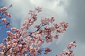 Blossom japanese cherry branch, beautiful spring flowers for background, Sofia