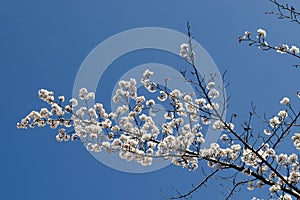 Blossom japanese cherry branch, beautiful spring flowers for background