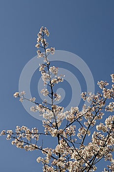 Blossom japanese cherry branch, beautiful spring flowers for background