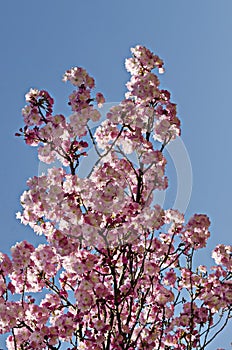 Blossom japanese cherry branch, beautiful spring flowers for background