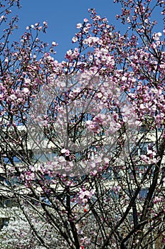 Blossom japanese cherry branch, beautiful spring flowers for background