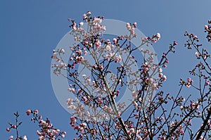 Blossom japanese cherry branch, beautiful spring flowers for background