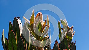 Blossom of King Protea Protea cynaroides agianst blue sky