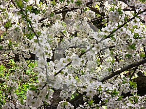 Blossom-laden plum tree