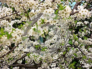 Blossom-laden plum tree from below