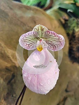 Blossom of a Lady Slipper Orchid Paphiopedilum micranthum