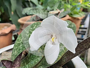 Blossom Ladyâ€™s Slipper, Paphiopedilum white orchid flower