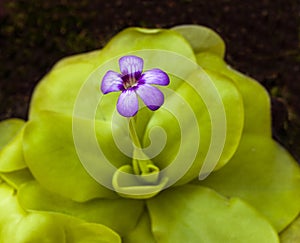 Blossom and leaves of a Barred butterwort (pinguicula moranensis). Botanical Garden, KIT Karlsruhe, Germany, Europe