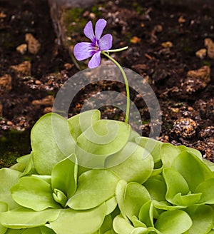 Blossom and leaves of a mexican butterwort Pinguecula esseriana. Botanical Garden, KIT Karlsruhe, Germany, Europe photo