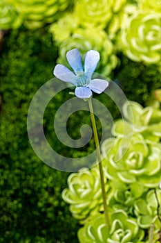 Blossom and leaves of a mexican butterwort (Pinguecula esseriana). photo