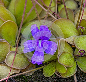 Blossom and leaves of a mexican butterwort Pinguecula Pinguicula rectifolia. Botanical Garden, KIT Karlsruhe, Germany, Europe photo