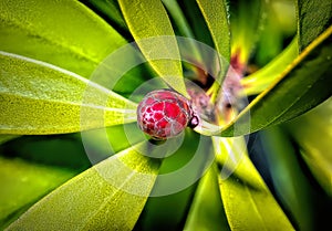 Blossom of Leucadendron Safari Sunset (Conebush) growing outdoors photo