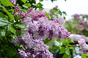 Blossom of lilac flowers in Kyiv, Ukraine