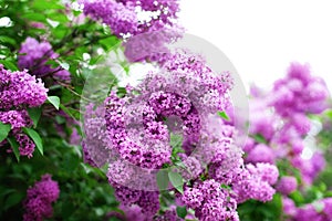 Blossom lilac flowers in spring in garden. branch of Blossoming purple lilacs in spring. Blooming lilac bush. Blossoming purple a