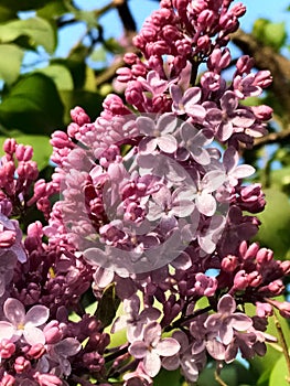 Blossom lilac trees, flowers in various shades