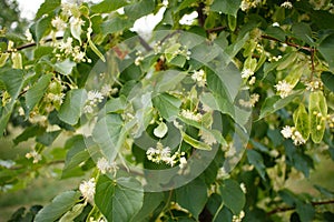 Blossom linden lime-tree, basswood tree on green background photo