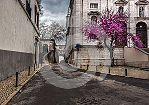 The blossom. Lisbon