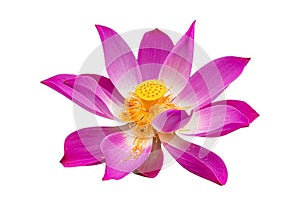 Blossom lotus flower, purple color isolated white background