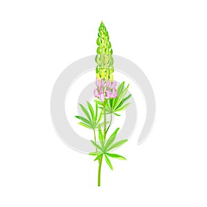 Blossom of Lupin or Lupine Flowering Plant with Palmately Green Leaves and Dense Flower Whorl Vector Illustration
