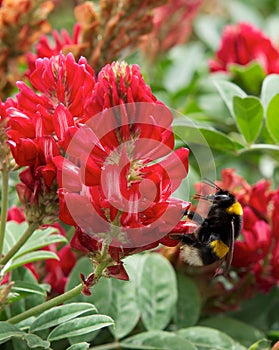 Blossom lupine and one big bee collecting honey on sunny day on spring in Malta, red lupine field, maltese nature, red flowers fie