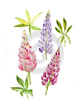 Blossom lupines. Blue art watercolor wedding blossom lupines  on white background.