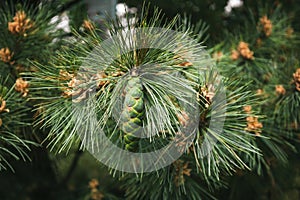 Blossom of Macedonian pine. Male pollen producing strobili. New green cone of Balkan pine. Pinus peuce. Yellow cluster photo