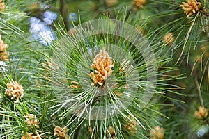 Blossom of Macedonian pine. Male pollen producing strobili. New male cone of Balkan pine. Pinus peuce. Yellow cluster photo