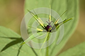 Blossom macro of the herb paris (Paris quadrifolia)