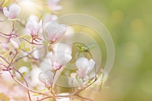 Blossom magnolia branch