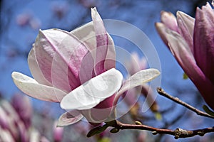 Blossom of the magnolia in springtime