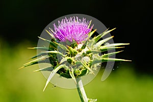 Blossom of a milk thistle against a black-green background.