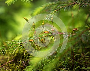 Blossom of moss flowers under spruce tree branch macro view