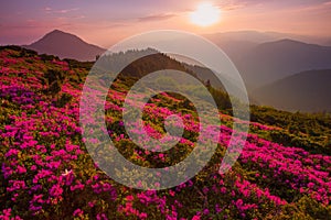 Blossom mountains scenery,  summer dawn landscape, amazing blooming pink rhododendron flowers