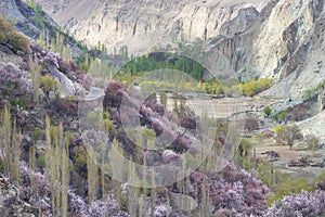 Blossom in Nagar valley in spring season, Gilgit Baltistan, Pakistan photo
