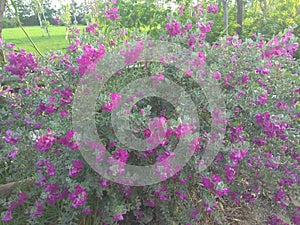 Blossom of natura injoyed by bees at open land during monsoon