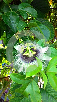 Blossom nice passion fruit flower