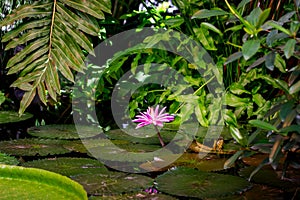 Blossom Nymphaea lotus flower, blooming lotus in the rainforest, horizontal background wallpaper