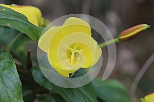 Blossom of Oenothera biennis (common evening-primrose)