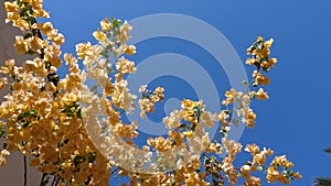 Blossom of oleander peach against blue cloudless sky