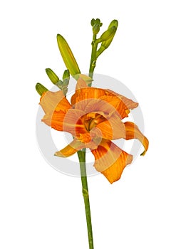 Blossom orange double Daylily Hemerocallis Apricot Beauty fulva kwanso