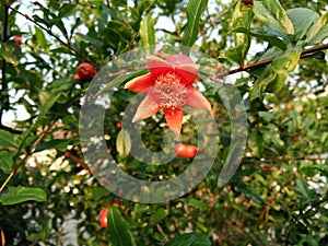 Blossom orange pomegranate flower on plant