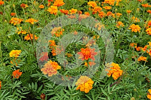 Blossom of orange Tagetes patula in July