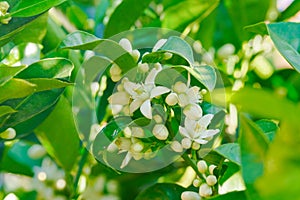 Blossom orange tree. Branch of orange tree with white flowers close up