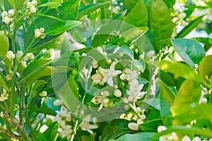 Blossom orange tree. Branch of orange tree with white flowers close up in the garden