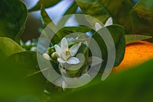 Blossom orange tree close up. Beautiful season, when trees have ripe fruits and flowers at the same time