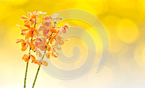 Blossom orange vanda orchids